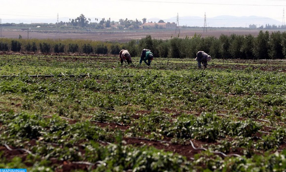 Le PIB agricole continuerait à montrer “une bonne résilience”