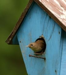 Le bruit des villes tuerait des bébés moineaux Le bruit des villes tuerait des bébés moineaux