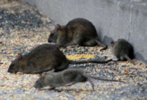 Les rats envahissent les maisons britanniques Les rats envahissent les maisons britanniques