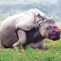 Le massacre des rhinocéros se poursuit en Afrique du Sud