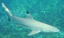 Faut-il continuer à protéger le requin en Australie ? Faut-il continuer à protéger le requin en Australie ?