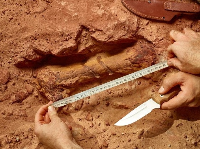 Le premier dinosaure aquatique connu au monde découvert au Maroc Le premier dinosaure aquatique connu au monde découvert au Maroc