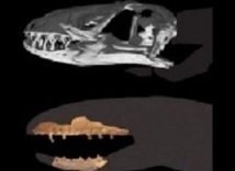 Un fossile qui éclaire l’évolution des serpents