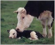 L'amitié entre vaches est essentielle pour leur santé