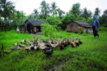 Le microcrédit, un espoir de réduire la pauvreté dans les campagnes birmanes