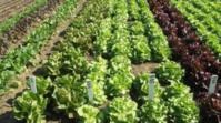 ​La production agricole se poursuit et couvre largement les besoins de consommation