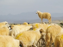 Le cheptel marocain indemne de toute peste des petits ruminants : L’Office national de la santé animale rejette les allégations algériennes