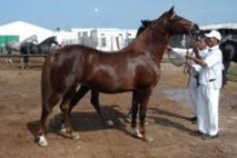Equitation : Concours d’élevage du cheval arabe barbe