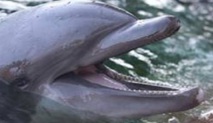 Les dauphins d’eau douce menacés
