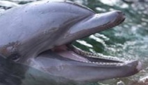 Les dauphins d’eau douce menacés Les dauphins d’eau douce menacés