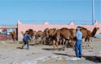 Réouverture du plus grand marché aux dromadaires du Sud marocain