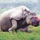 Le massacre des rhinocéros s'accélère en Afrique du Sud Le massacre des rhinocéros s'accélère en Afrique du Sud