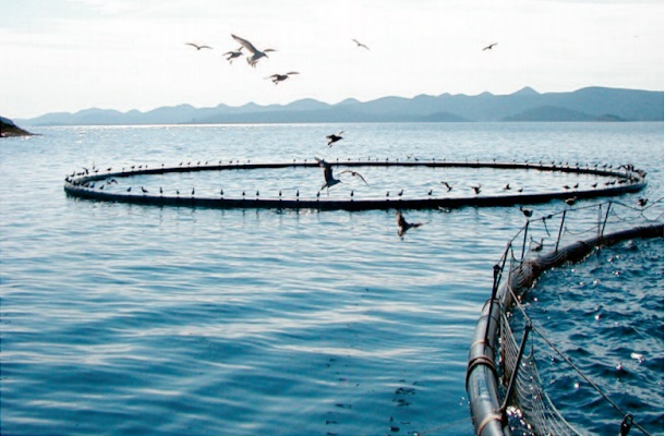 La consommation de poissons devrait être  plus importante durant la prochaine décennie La consommation de poissons devrait être  plus importante durant la prochaine décennie