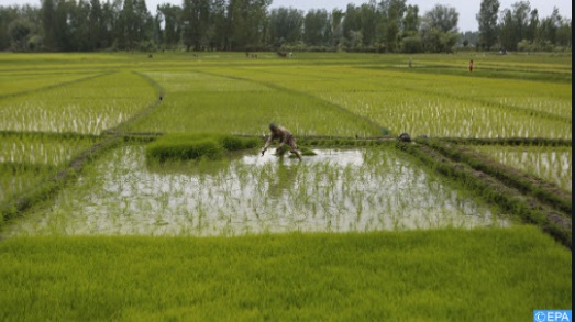 ​L’optimisation du potentiel agricole de l’Afrique passe par la modernisation et la transformation