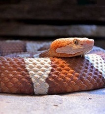 Certains serpents sauvages peuvent se reproduire sans mâle Certains serpents sauvages peuvent se reproduire sans mâle