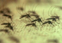 Virus du Nil occidental : Infections et décès encore en hausse aux Etats-Unis Virus du Nil occidental : Infections et décès encore en hausse aux Etats-Unis