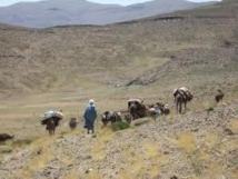 Tiwizi, l’entraide sociale d'antan ou une tradition de solidarité qui se perd Tiwizi, l’entraide sociale d'antan ou une tradition de solidarité qui se perd