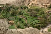 Tiwizi, l’entraide sociale d'antan ou une tradition de solidarité qui se perd Tiwizi, l’entraide sociale d'antan ou une tradition de solidarité qui se perd