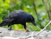 Les corbeaux posséderaient la notion de causalité Les corbeaux posséderaient la notion de causalité
