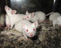 Les souris peuvent chanter et même s’accorder entre elles Les souris peuvent chanter et même s’accorder entre elles