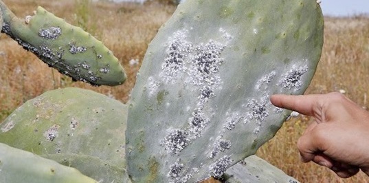 La cochenille fait des ravages à Sidi Ifni La cochenille fait des ravages à Sidi Ifni