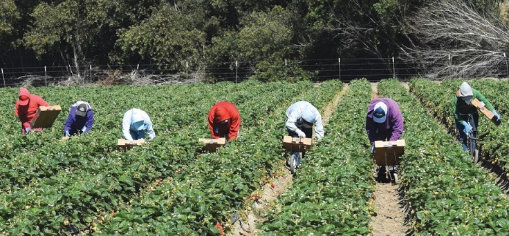 La délivrance : Les saisonnières marocaines de la cueillette des fraises espagnoles retrouveront la mère patrie incessamment