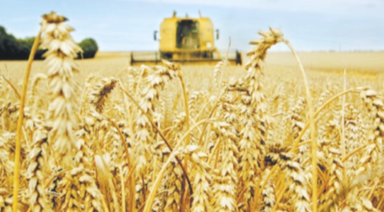 ​La production mondiale de céréales atteindrait un niveau record cette année