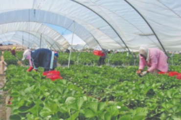 Lancement du plan de rapatriement des 7.100 saisonnières marocaines de Huelva Lancement du plan de rapatriement des 7.100 saisonnières marocaines de Huelva