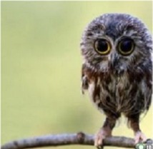 Pourquoi on trouve certaines choses mignonnes Pourquoi on trouve certaines choses mignonnes