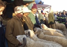 Le prix du mouton demeure inaccessible :  Flambée des prix à Khouribga