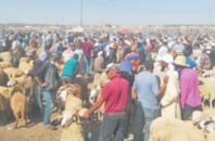 Sept souks de bétail fermés pour non-respect des mesures sanitaires requises Sept souks de bétail fermés pour non-respect des mesures sanitaires requises