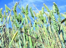 Ils ont planché sur le contexte mondial et la production agricole : Les économistes et les ingénieurs agronomes marocains tirent la sonnette d’alarme Ils ont planché sur le contexte mondial et la production agricole : Les économistes et les ingénieurs agronomes marocains tirent la sonnette d’alarme