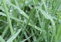 Nouvelles modifications de l’assurance multirisque climatique : Les premières pluies inquiètent les céréaliers et réjouissent le ministère de l’Agriculture