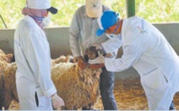 Pour l’ONSSA, la Fête du sacrifice s’est déroulée dans de bonnes conditions d’hygiène et de santé animale Pour l’ONSSA, la Fête du sacrifice s’est déroulée dans de bonnes conditions d’hygiène et de santé animale