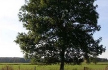 100,000 arbres abattus :  au Royaume-Uni à cause d'un champignon