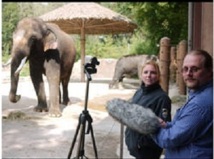 Koshik, l'éléphant d'Asie qui parle coréen