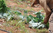 Forte dégradation orageuse sur les côtes : Le changement de climat agace les agriculteurs Forte dégradation orageuse sur les côtes : Le changement de climat agace les agriculteurs