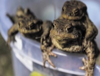 Les grenouilles aussi peuvent avoir un harem de reproduction Les grenouilles aussi peuvent avoir un harem de reproduction