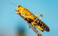 Une phéromone irrésistible à l'origine des nuées de criquets Une phéromone irrésistible à l'origine des nuées de criquets