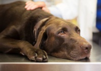 Un spécisme marqué chez les auteurs de violences sur les animaux Un spécisme marqué chez les auteurs de violences sur les animaux