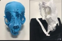 ​Des momies animales  déballées par l’imagerie 3D