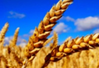 Les prix des céréales demeurent presque inchangés à l’échelle mondiale Les prix des céréales demeurent presque inchangés à l’échelle mondiale