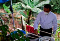 Au Salvador, pisciculture et potagers contre les pénuries en temps de pandémie Au Salvador, pisciculture et potagers contre les pénuries en temps de pandémie