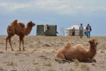 Fin de la traversée du désert  pour l’ADN du chameau