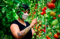 ​Aubergines et tomates prennent de la hauteur sur les toits de Montréal
