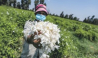 ​Un village égyptien embaume le monde d'effluves de jasmin