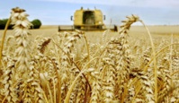 La production céréalière nationale accuse une forte baisse à 32 millions de quintaux