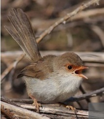 Des oiseaux se transmettent un mot  de passe pour détecter les intrus