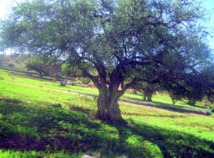 Essaouira : Caprin et arganier entre équilibre et valorisation Essaouira : Caprin et arganier entre équilibre et valorisation