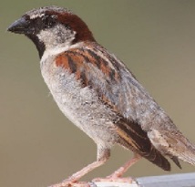 Des oiseaux se servent de mégots pour construire leur nid Des oiseaux se servent de mégots pour construire leur nid